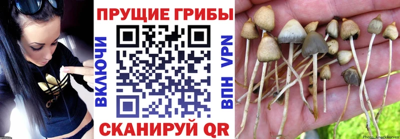 Галлюциногенные грибы Psilocybine cubensis МЕГА Орлов